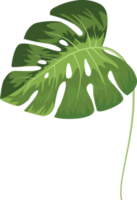 folha verde botânica png
