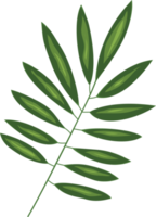 botanisk grön blad png