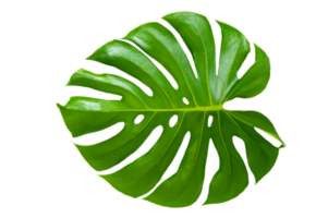 Monstera-Blätter Blätter mit Isolat auf weißem Hintergrund Blätter auf weißem Png