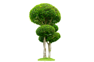 Tree Shrub Garden Decoration White Background png