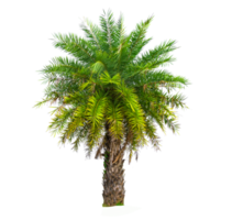 Palm tree wood gardening white background Isolates png