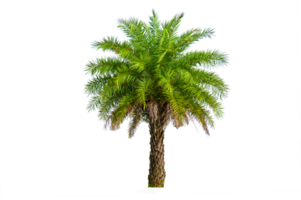 Palm tree wood gardening white background Isolates png