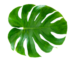 feuilles de monstera feuilles avec isolat sur fond blanc feuilles sur blanc png