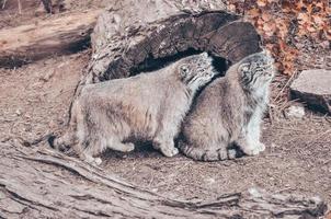 dos gatos pallas foto