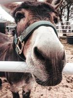 Donkey Up Close photo