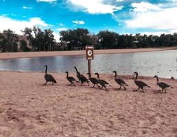 Geese no Swimming photo