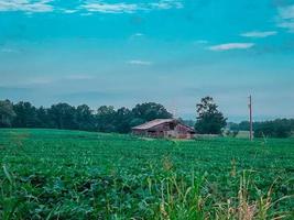 Barn and Crops photo