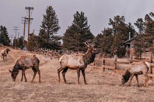 Elk Herd In Wild photo