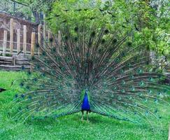 pavo real en plena floración foto