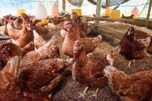 group of chickens on the farm photo