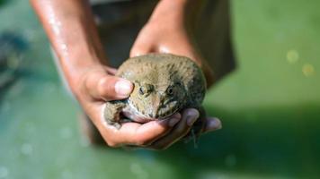 a big frog on hand of farmer harvesting product in farm Thailand, aquaculture concept photo
