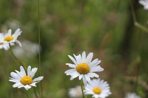 white marguerite daisy in green meadow, meadow blur background, blurred marguerite daisy foreground photo