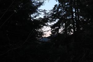 Thick trees in the cold forest with the backdrop of the evening sky. photo