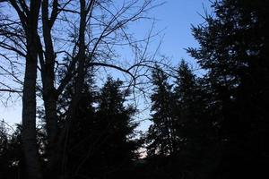 Thick trees in the cold forest with the backdrop of the evening sky. photo