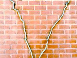 closeup and crop vine on brick wall background photo