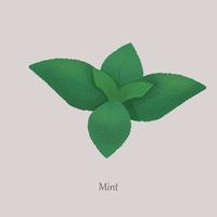 Green fresh mint leaves on a gray background. vector
