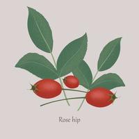 Rose hip, dog rose, Rosa canina on a gray background. vector