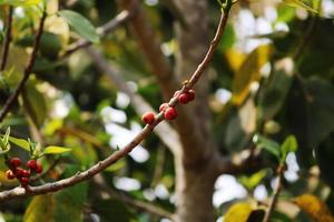 Banyan Fruits Hanging on a Tree, Almatti, Karnataka. photo