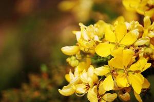 Senna Bicapsularis Flower. photo