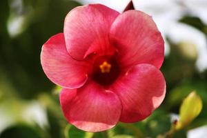 Allamanda Blanchetii Flowers. photo