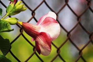 flores allamanda blanchetii. foto