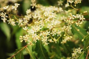 flores de neem en un árbol. foto