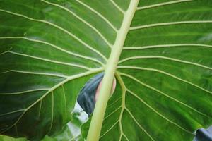 Giant Alocasia Leaf. photo