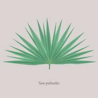 Saw Palmetto, Serenoa repens medicinal tree. vector