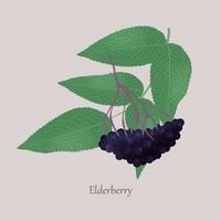 Ripe black elderberry with twig, berries, leaves. vector