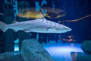 shark swimming in aquarium photo