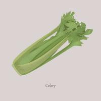 Celery, Apium graveolens useful vegetable with green leaves. vector