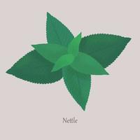 Nettle perennial herbaceous wild plant on a gray background. vector