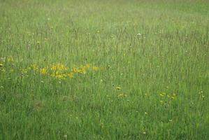 Green grass background photo