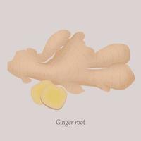 Ginger root whole and sliced in slices on a gray background. Healthy, fresh ginger and logo. vector