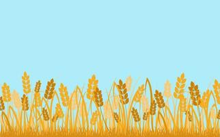 Wheat field background. Golden ears of cereals against blue sky decorative rural ecological area. vector