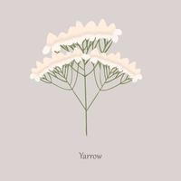 Yarrow, Achillea millefolium with white flowering on a gray background. vector