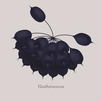 Siberian ginseng, Eleutherococcus senticosus exotic berries on a gray background. vector