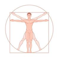 Leonardo da Vinci Vitruvian man proportion standard vector graphic illustration