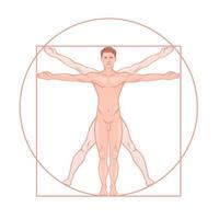 Leonardo da Vinci Vitruvian man proportion standard vector graphic illustration