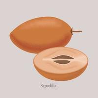 Sapodilla fruit whole and slice isolated on gray background. vector