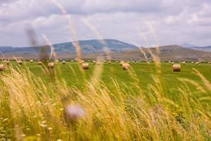 Rolls of hay in a wide field photo