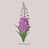 Blooming sally herbaceous wild plant with purple flowers. vector