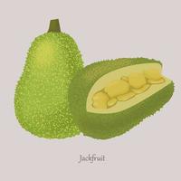 Exotic ripe sweet jackfruit whole and cut. vector