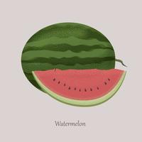 Summer Watermelon Slice. Whole and cut in half watermelon. vector