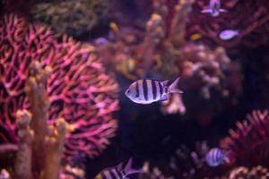 aquarium with colorful fishes photo