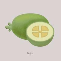 Feijoa sweet tropical berry whole and cut. vector