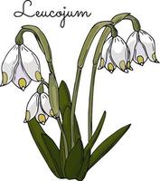 hermosas flores de primavera leucojum para su diseño. vector