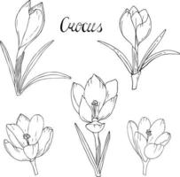 Crocus flowers contour. Set white black flowers crocus. Spring flowers vector