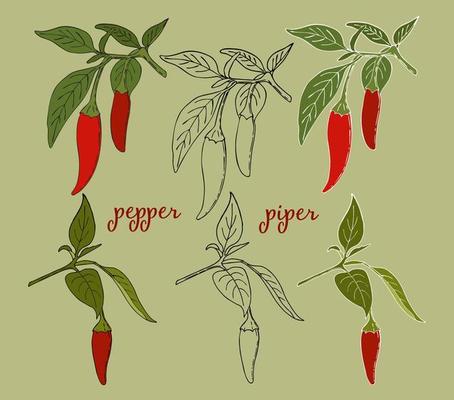 Red pepper on a branch with leaves, outline drawing, hand drawn