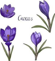 Crocus doodle hand drawn isolated colored for your design vector